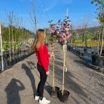 Sakura ozdobná (Prunus serrulata) ´ROYAL BURGUNDY´ - výška 150-200 cm, kont. C10L 